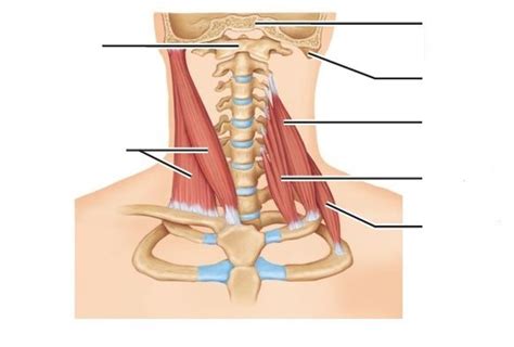 Biol Muscles Of Neck Sternocleidomastoid And Scalenes Diagram Quizlet
