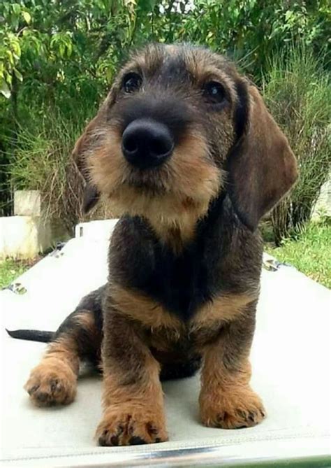 Great with other dogs, raised with kids, very playful and healthy puppys. Miniature Dachshund Puppies For Sale In Illinois - Bmoshow ...