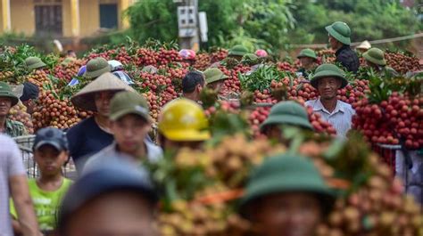 Vksnd tỉnh bắc giang tổ chức hội nghị trực tuyến tập huấn thực hiện phần mềm chữ ký số, phần mềm quản lý văn bản và điều hành trong ngành kiểm email: Lychee harvest season in Bac Giang | DTiNews - Dan Tri ...