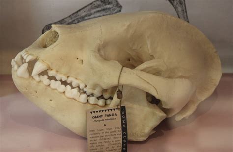 Skull Giant Panda Zoochat