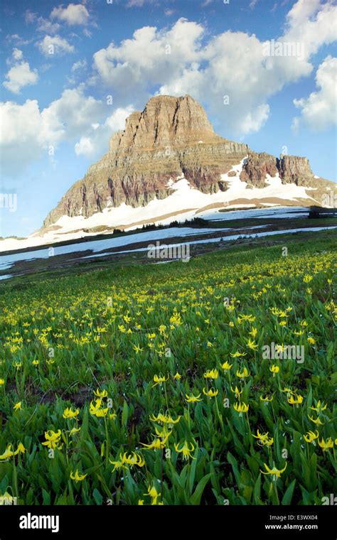 Usa Montana Glacier National Park Logan Pass Hanging Gardens Stock