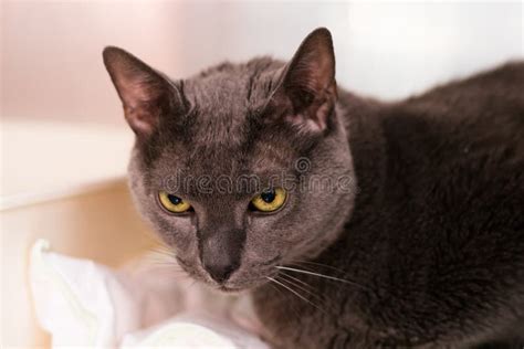 Russian Blue Cat At The Veterinary Clinic Stock Image Image Of