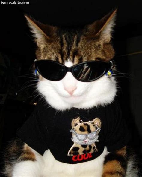 Search, discover and share your favorite cats wearing clothes gifs. 101 Cats Wearing Sunglasses