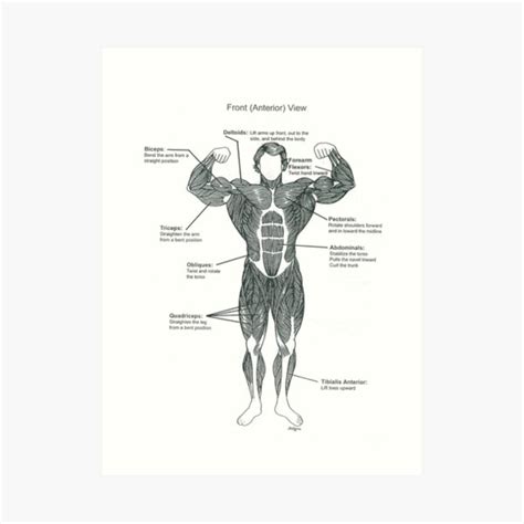 Anatomy Diagram Muscle Chart Front Art Print For Sale By