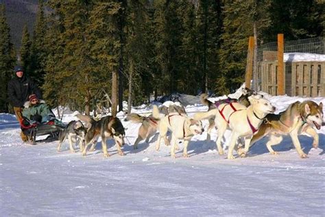1 Hour Winter Dog Mushing And Sledding In Fairbanks Provided By 1st