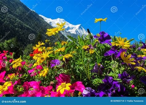 Beautiful Flowers Below The Snowcapped Mountain Stock Photo Image Of