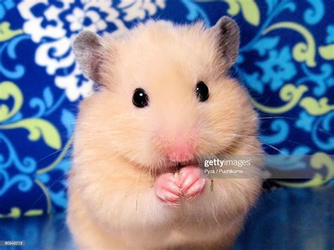 Portrait Of Female Syrian Hamster Buleczka High Res Stock Photo Getty