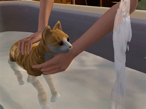 Mod The Sims Bathe Animals Correctly 167 Animals Dog Cat Fleas