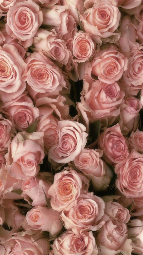 Rosas Imagenes De Flores Hermosas Para Fondo De Pantalla