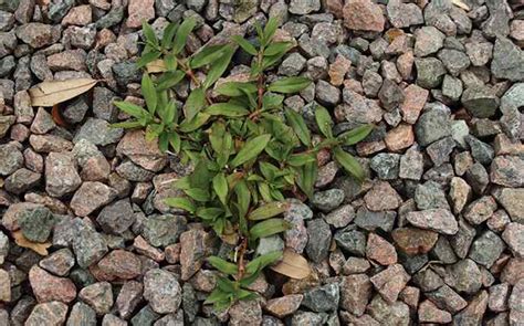 If you've ever handled a silver dollar overwatering is the primary environmental factor for dollarweed to start showing up. Broadleaf Weed Identification & Prevention In West Palm ...