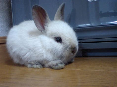 Top 6 Smallest Rabbit Breeds Dwarf Rabbits Rabbit Care Blog