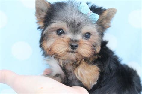 Teacup Puppies The Top 6 Popular And Adobrale Tiny Dogs