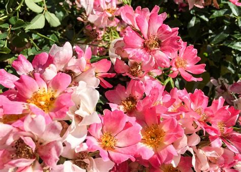 The red drift rose is an easy to grow, disease resistant beauty that blooms from spring until frost! Rose Pink Drift - Tree Top Nursery & Landscape Inc.