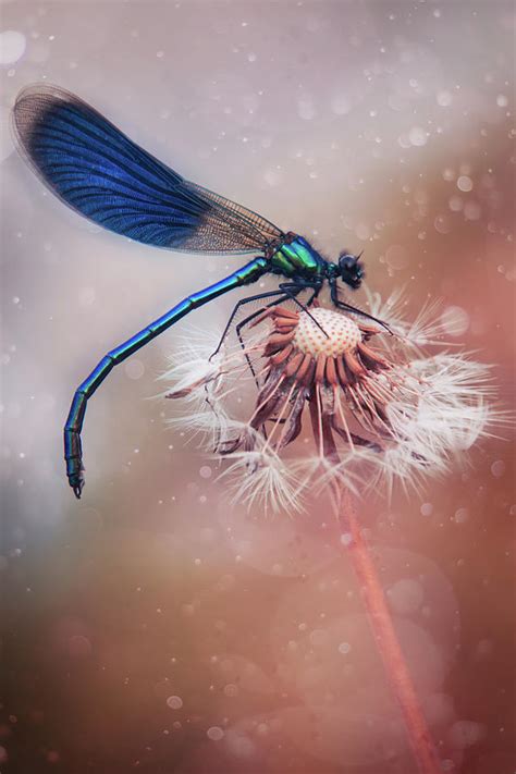 Dragonfly On Dandelion Mixed Media By Nikola Nemet Fine Art America