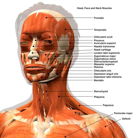 Muscles Of The Head And Neck Mblex Guide