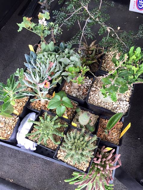 How to plant and propagate a christmas cactus. Cactus & Succulent Show, Sacramento