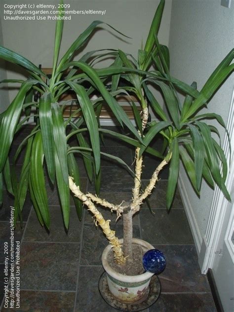 Plant Identification Closed What Is This Houseplant A