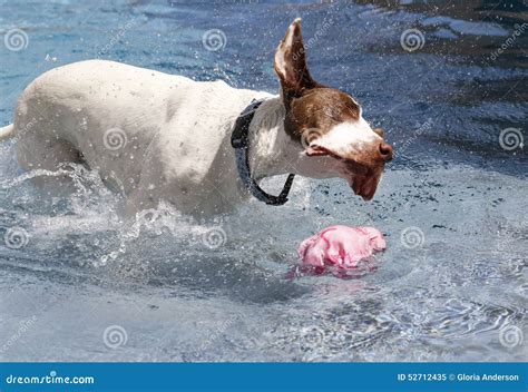 Dog Shaking Off Water Stock Image Image Of Leap Canine 52712435
