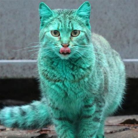 Cyan Cat Youtube