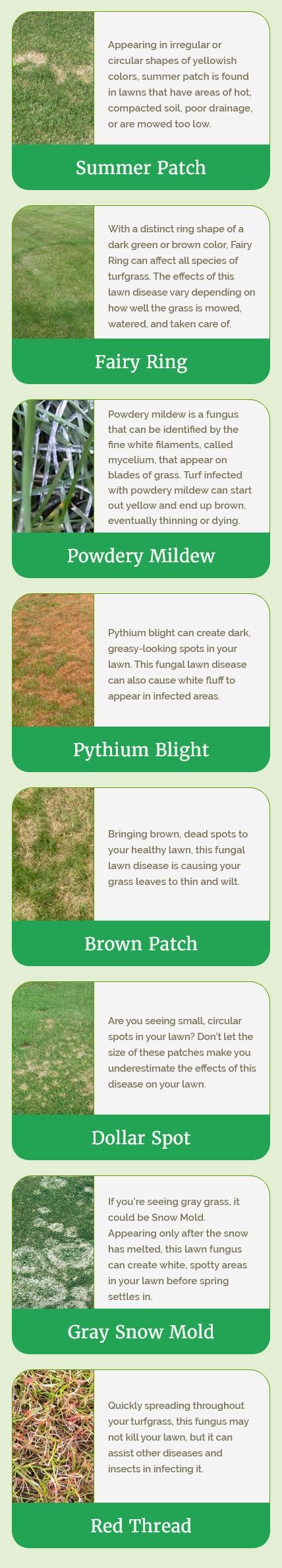 Anthracnose Lawn Disease Identification Chart