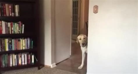 Watch The Worlds Most Anxious Dog Overcome His Fear Of Carpet Cuteness