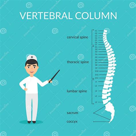 Diagrama Del Vector Segmentos De La Espina Dorsal Cervical Torácico