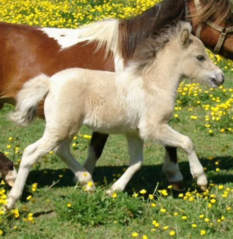 Miniature Horse Horses For Sale Dundee Ny 298642