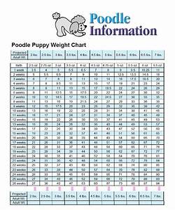 5 Pics Toy Poodle Growth Chart And View Alqu Blog