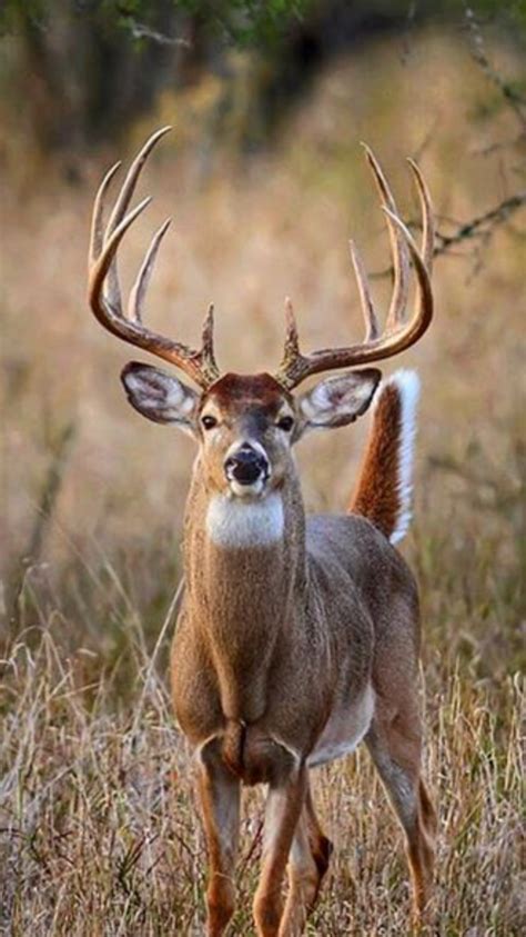 White Tailed Deer Odocoileus Virginianus Widespread Throughout The
