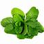 Mint – 80g FreshPoint Local
