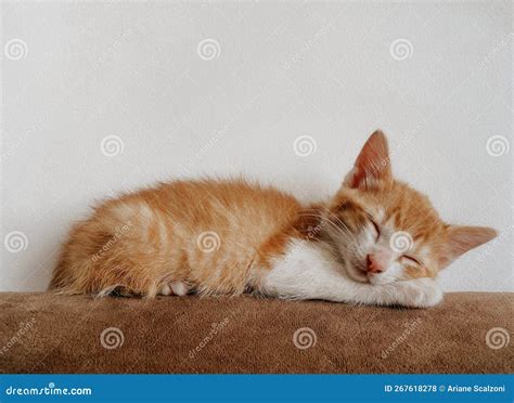 Very Cute Baby Orange And White Cat Sleeping Stock Photo Image Of