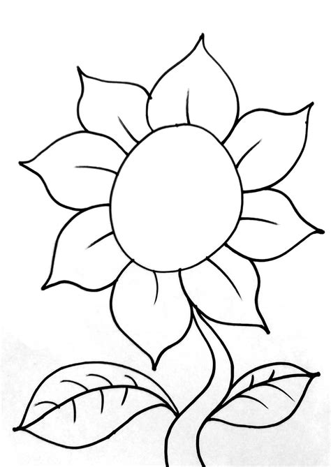 Bunga ini bentuknya mirip seperti matahari. The gallery for --> Cara Menggambar Sketsa Bunga Mawar