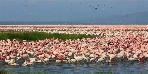 Review Of Lake Nakuru National Park Kiambu Kenya Afar