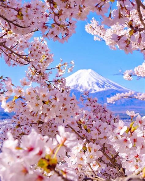 Cherry Blossom Explosion At Mount Fuji 🌸 Arakurayama Sengen Park Japan