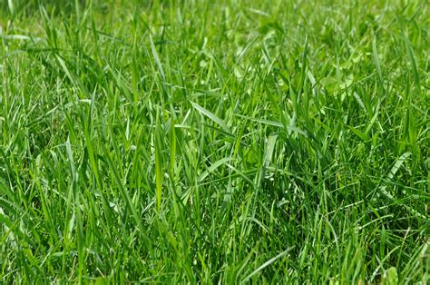 Free Images Nature Plant Field Lawn Meadow Prairie Summer