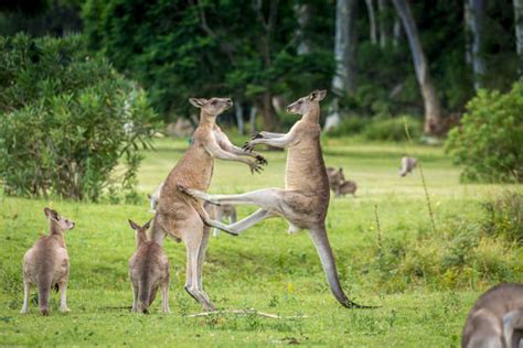 130 Kicking Kangaroo Stock Photos Pictures And Royalty Free Images Istock