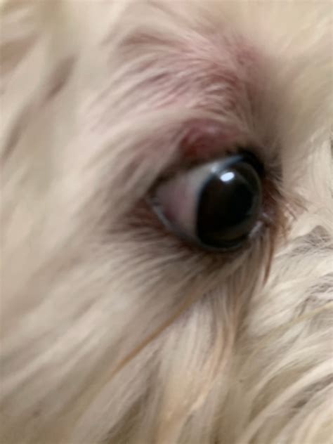 My Dog Has Lump On His Eyelid Yesterday Gizmo 5years