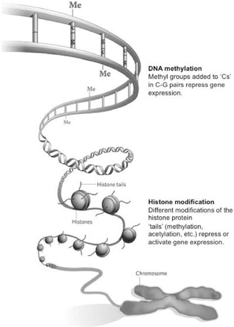 The Two Main Components Of The Epigenetic Code Adapted From Nature