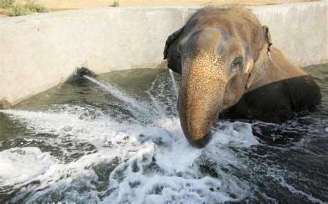 A Water Clinic For Elephants Opens On The Banks Of The Yamuna The Hindu