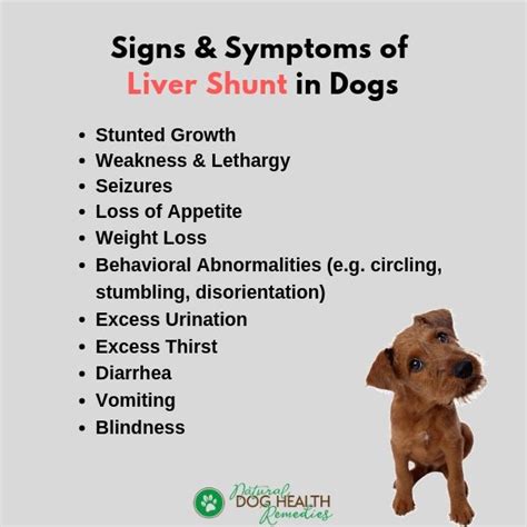 Learn which kinds of shunts can be fixed. Liver Shunt in Dogs | Causes, Symptoms, Diet & Treatment