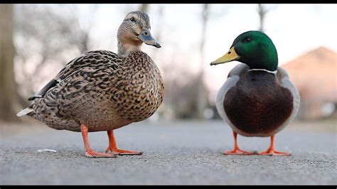 Relax With The Mallard Duck Pair Watching And Staring At Park Youtube