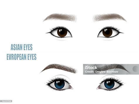 Set Of Beautiful Asian And European Woman Eyes And Brows Stock