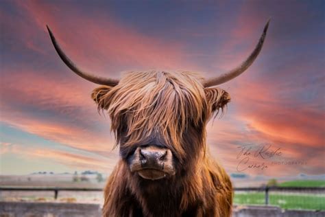 Sunset Highland Cow Digital Download Etsy