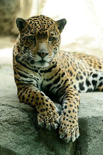 Jaguar Resting On A Rock Eric Kilby Flickr