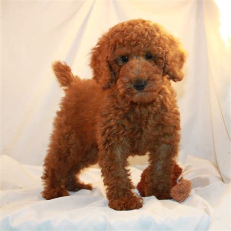 45 Hq Photos Red Poodle Puppies Red Toy Poodle Adorbs Poodle Puppy