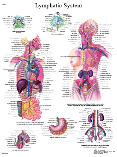 The Lymphatic System Laminated Anatomical Chart My XXX Hot Girl