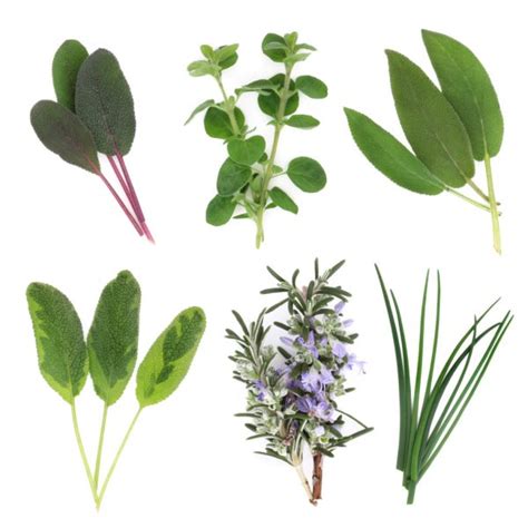 Large Herb Leaf Selection Stock Photo By ©marilyna 2034770