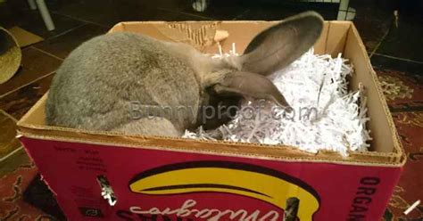 How To Build A Digging Box For Your Bunny