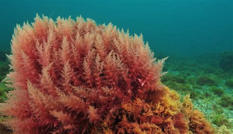 Developing Asparagopsis Seaweed Cultivation At Scale In Northern