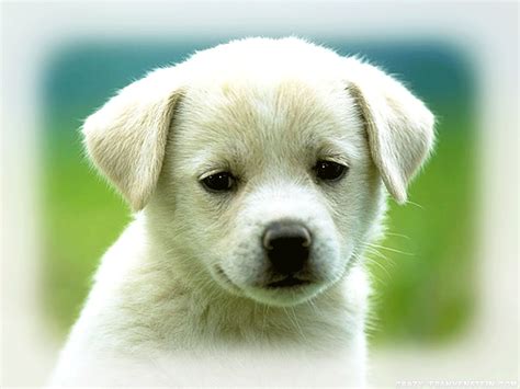 Innocent Puppies Wallpapers Free
